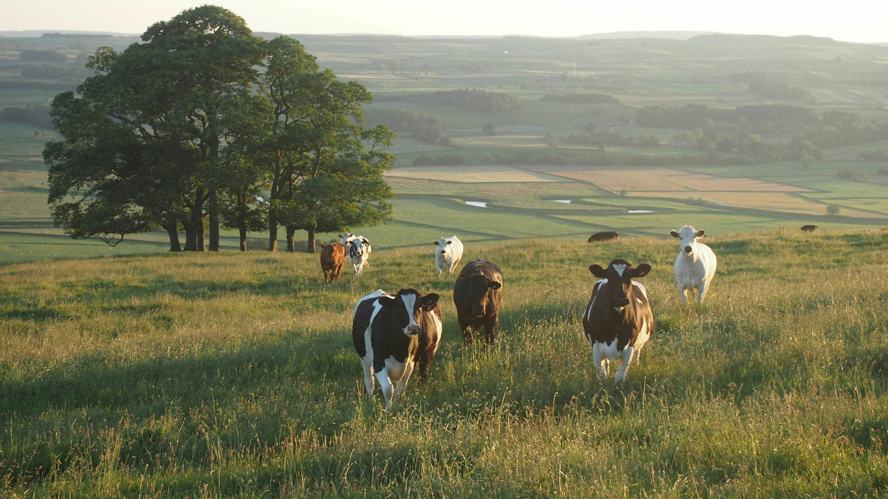 Cows