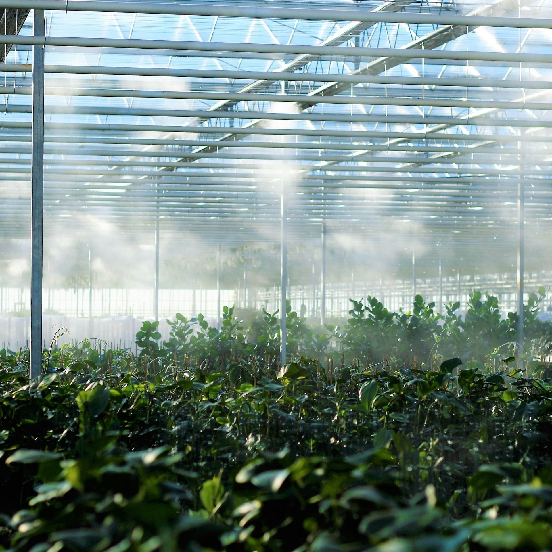 Greenhouse