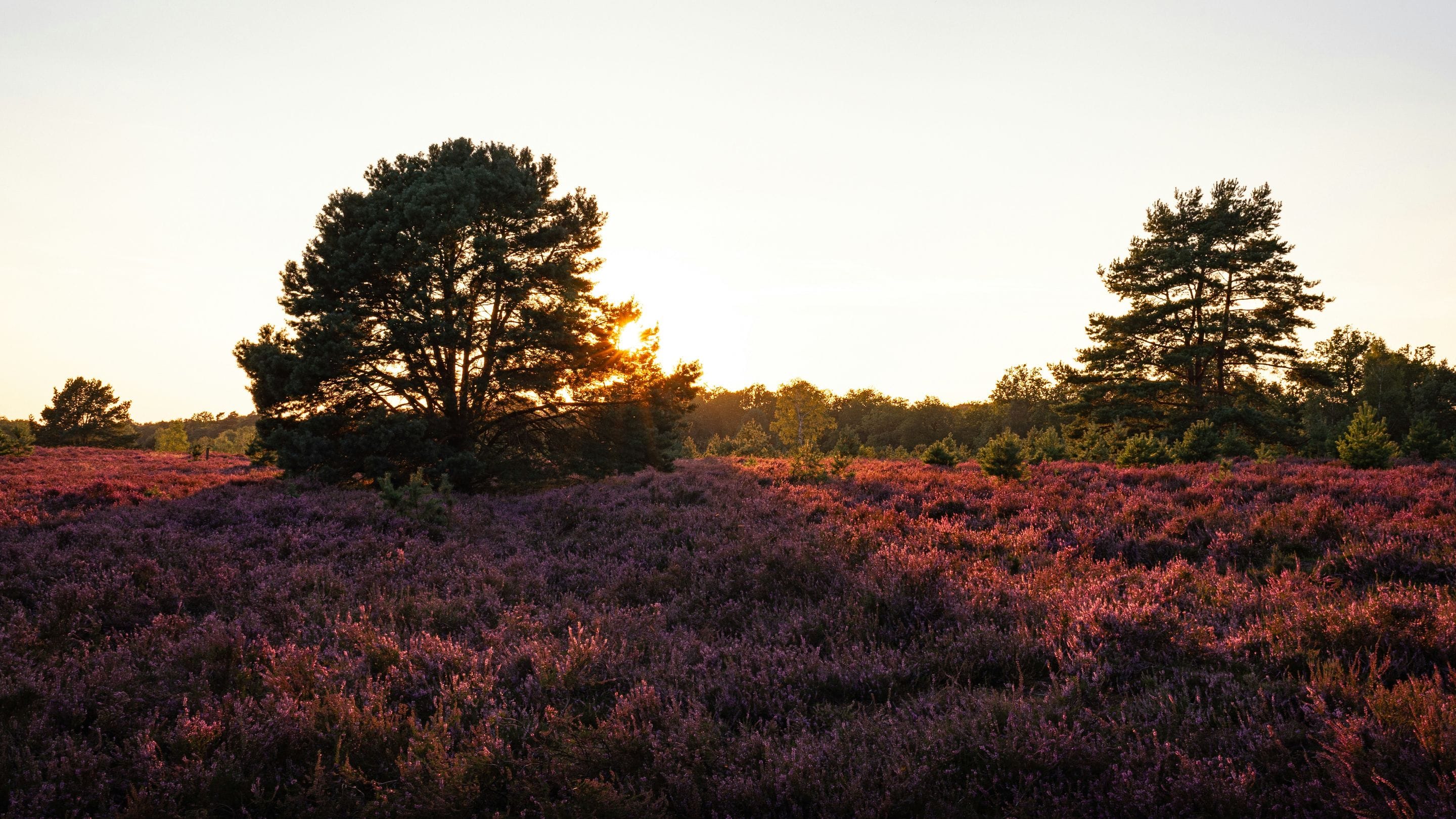 Veluwe