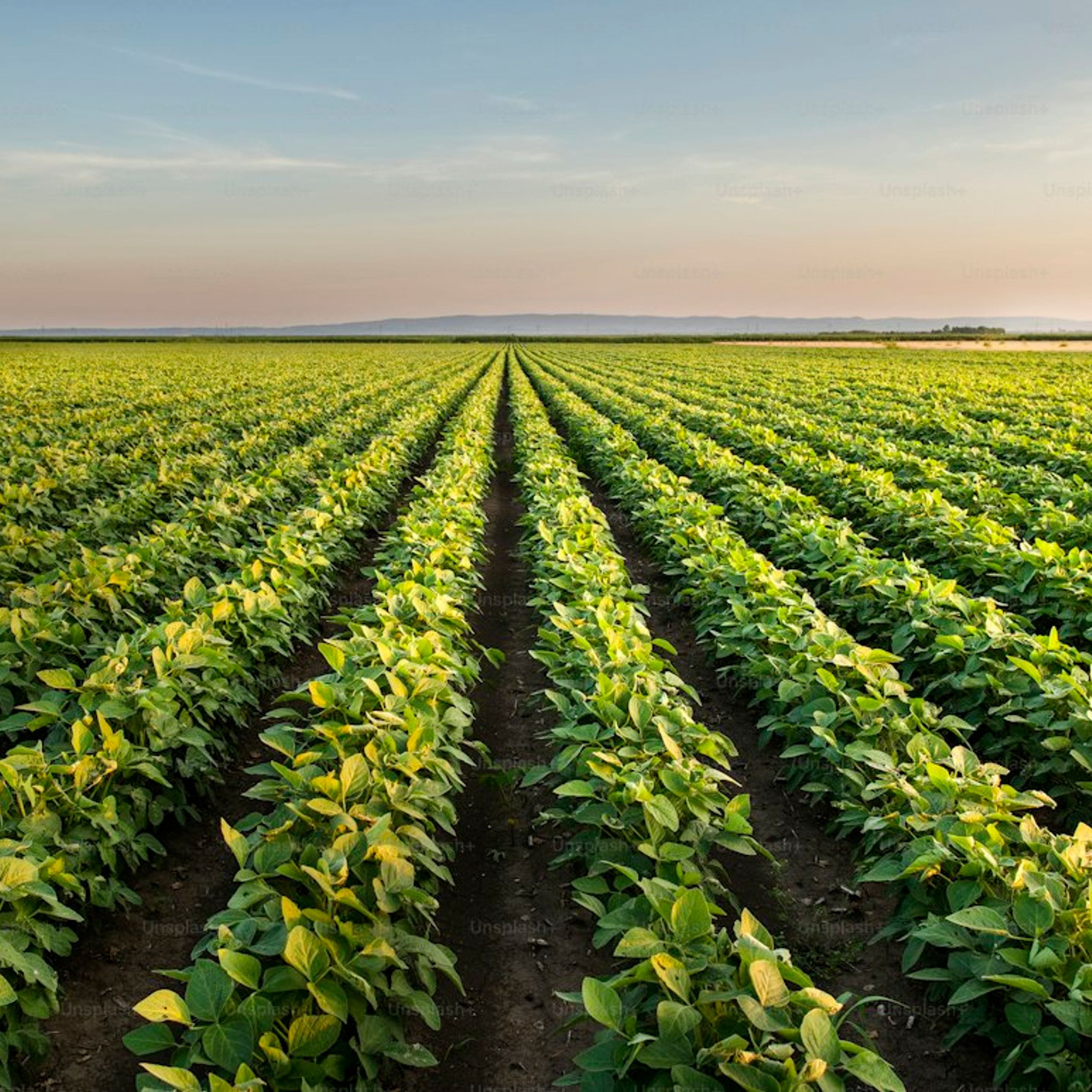 Bean field