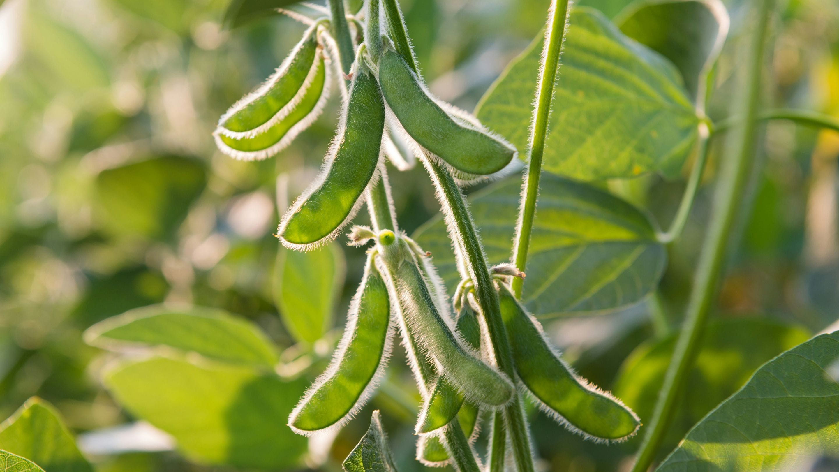 Soy farm